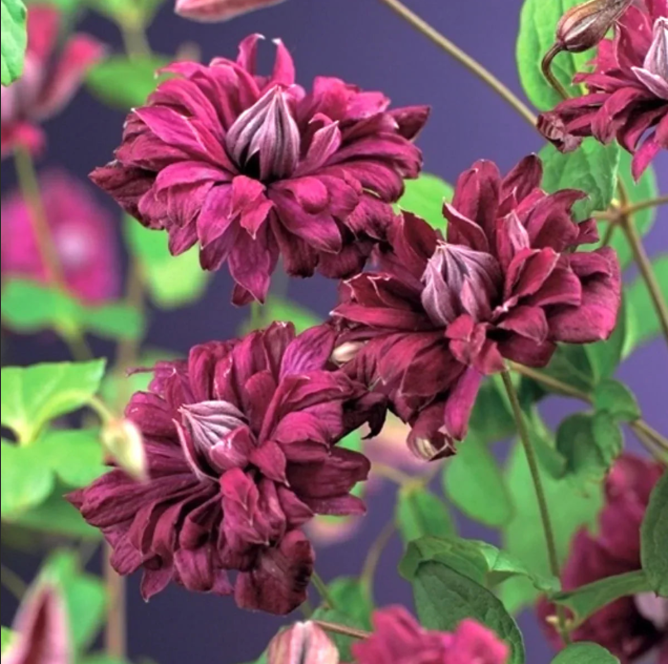 Clematis "Purpurea Plena Elegans" la Ghiveci