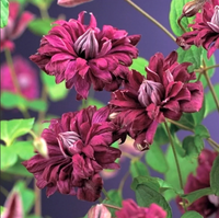 Clematis "Purpurea Plena Elegans" la Ghiveci