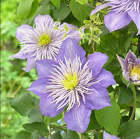Clematis "Crystal Fountain" la Ghiveci