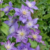 Clematis "Crystal Fountain" la Ghiveci