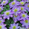 Clematis "Crystal Fountain" la Ghiveci