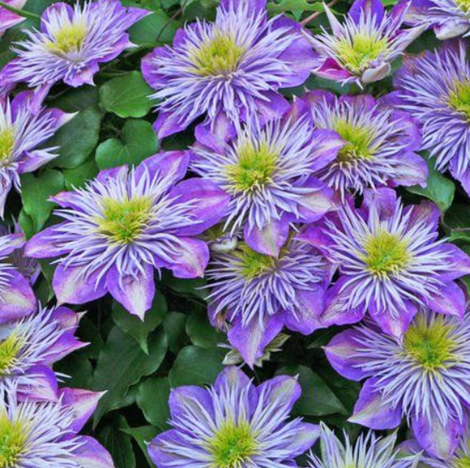 Clematis "Crystal Fountain" la Ghiveci