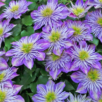 Clematis "Crystal Fountain" la Ghiveci