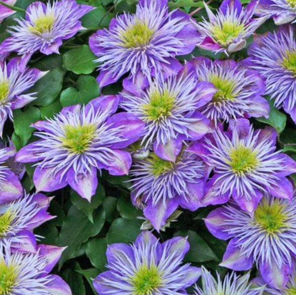 Clematis "Crystal Fountain" la Ghiveci
