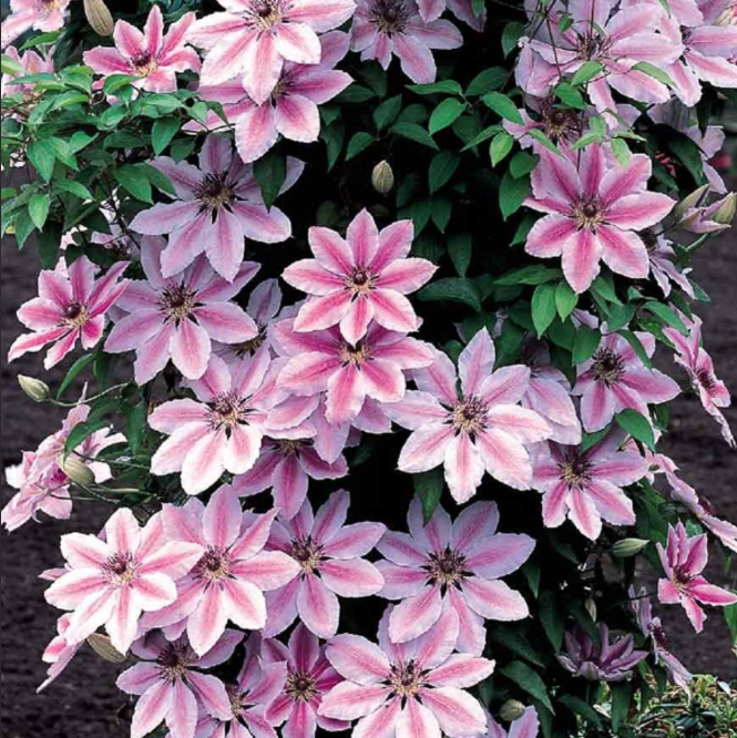Clematis "Nelly Moser" la Ghiveci