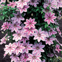 Clematis "Nelly Moser" la Ghiveci