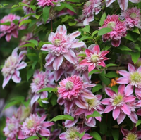 Clematis "Nelly Moser" la Ghiveci