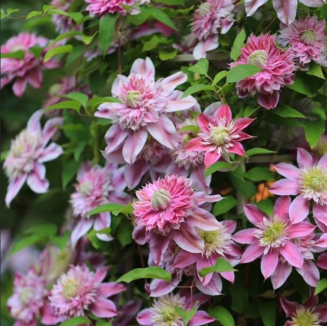 Clematis "Nelly Moser" la Ghiveci
