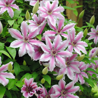 Clematis "Nelly Moser" la Ghiveci