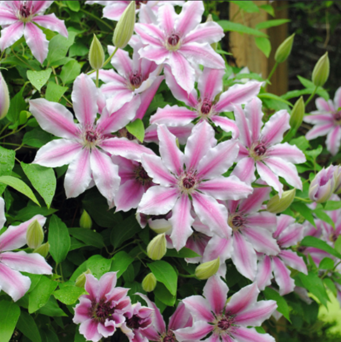 Clematis "Nelly Moser" la Ghiveci