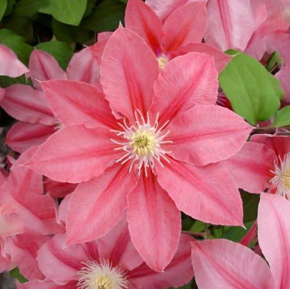 Clematis "Little Mermaid" la Ghiveci