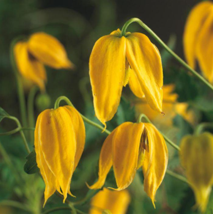 Clematis "Tangutica" la Ghiveci