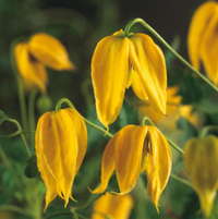Clematis "Tangutica" la Ghiveci