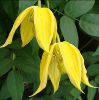 Clematis "Tangutica" la Ghiveci