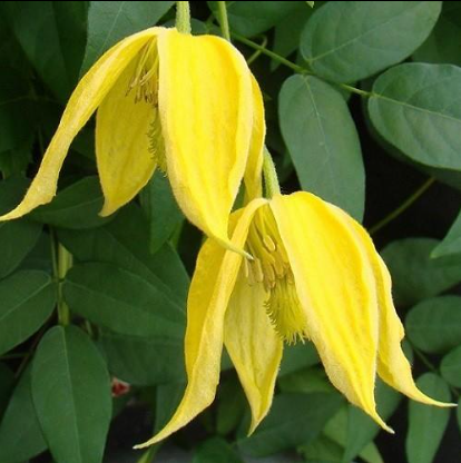 Clematis "Tangutica" la Ghiveci