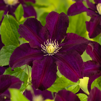 Clematis "Warzawska Nike " la Ghiveci
