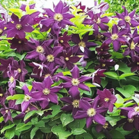 Clematis "Warzawska Nike " la Ghiveci
