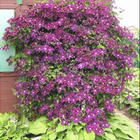 Clematis "Warzawska Nike " la Ghiveci