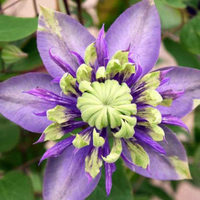 Clematis "Taiga" la Ghiveci