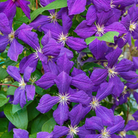 Clematis "Jackmanii" la Ghiveci