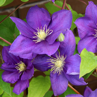 Clematis "Jackmanii" la Ghiveci