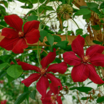 Clematis "Kardynal" la Ghiveci