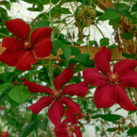 Clematis "Kardynal" la Ghiveci