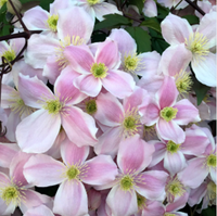 Clematis "Montana" la Ghiveci