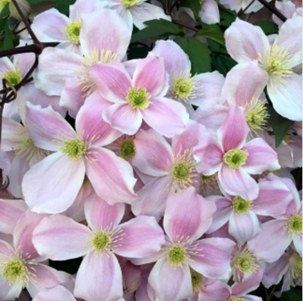 Clematis "Montana" la Ghiveci