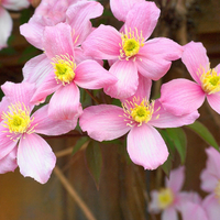 Clematis "Montana" la Ghiveci