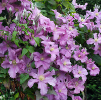 Clematis "Hagley Hybrid" la Ghiveci