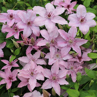 Clematis "Hagley Hybrid" la Ghiveci