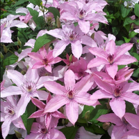 Clematis "Hagley Hybrid" la Ghiveci