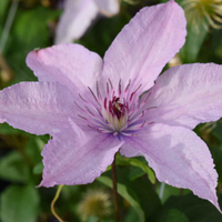 Clematis "Hagley Hybrid" la Ghiveci