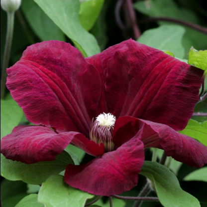 Clematis "Rouge Cardinal" la Ghiveci