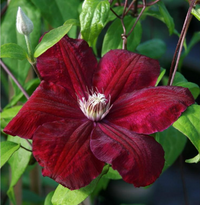 Clematis "Rouge Cardinal" la Ghiveci