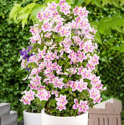 Clematis "Piilu" la Ghiveci