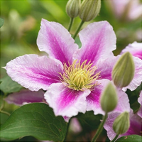 Clematis "Piilu" la Ghiveci
