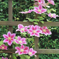 Clematis "Piilu" la Ghiveci