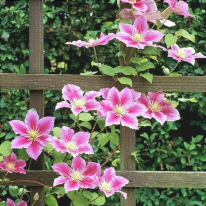 Clematis "Piilu" la Ghiveci