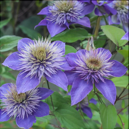 Clematis "Multi Blue" la Ghiveci
