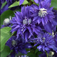 Clematis "Multi Blue" la Ghiveci