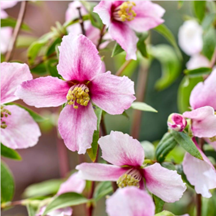 Iasomie "Philadelphus Rosace" la Ghiveci