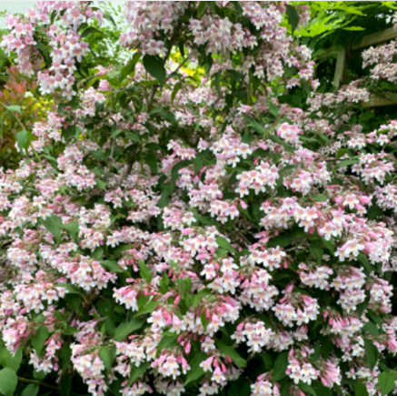Iasomie "Philadelphus Rosace" la Ghiveci
