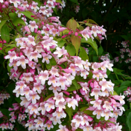 Iasomie "Philadelphus Rosace" la Ghiveci