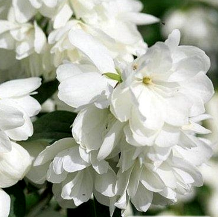 Iasomie "Snowbelle" la Ghiveci