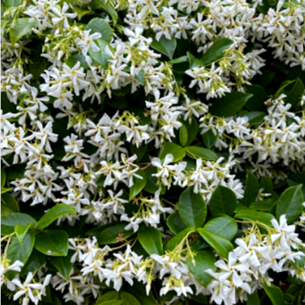 Iasomie "Star of Sicily" la Ghiveci