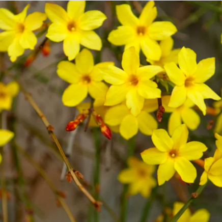 Iasomie Galbenă "Nudiflorum" la Ghiveci