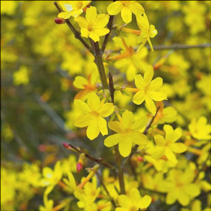 Iasomie de Iarnă Galbenă "Officinale" la Ghiveci