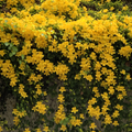 Iasomie de Iarnă Galbenă "Officinale" la Ghiveci